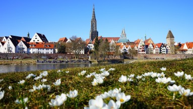 Stadtansicht Ulm, im Vordergrund eine Wiese mit Blumen 