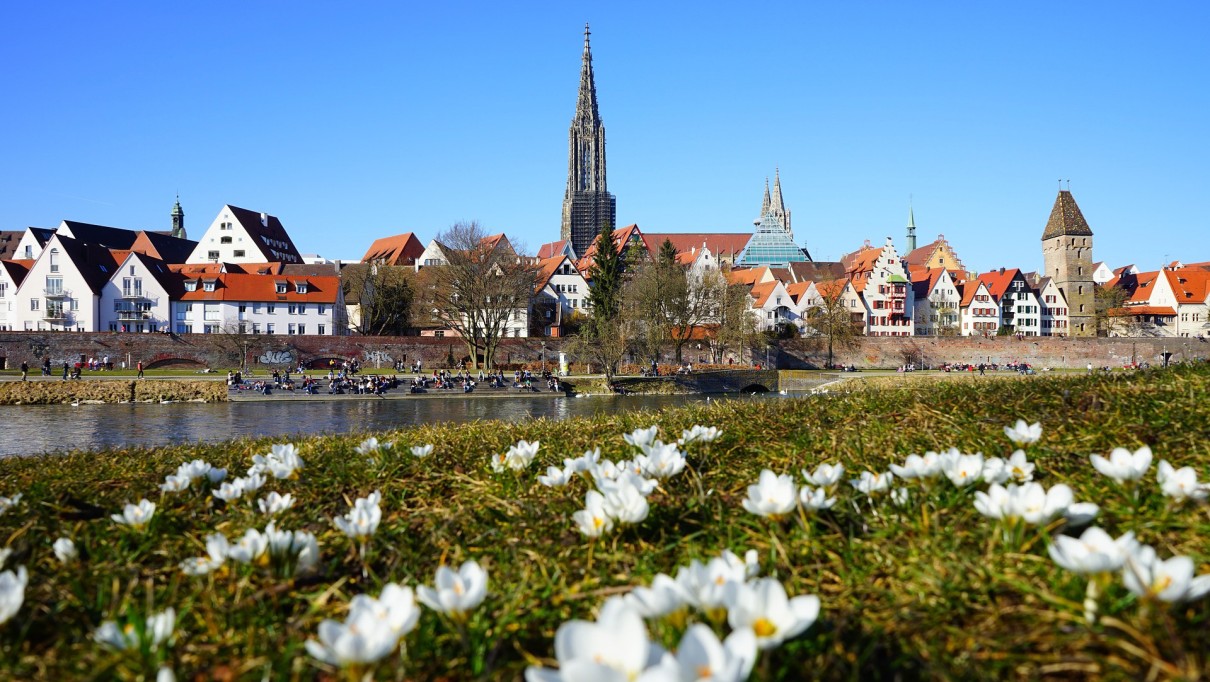 Stadtansicht Ulm, im Vordergrund eine Wiese mit Blumen