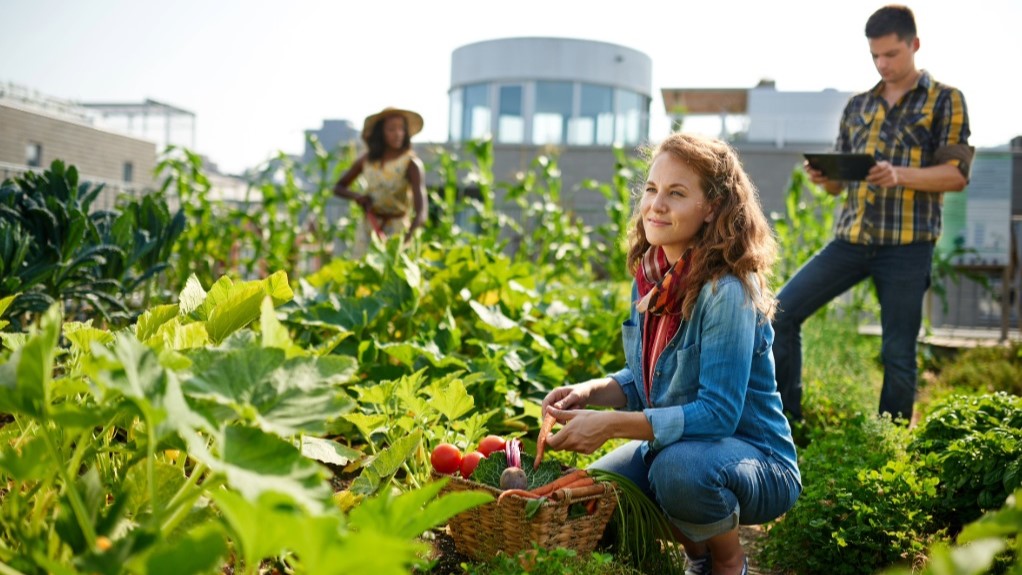 Young woman harvesting tomatoes in an urban garden while two people in the background tend to plants and record data on a tablet